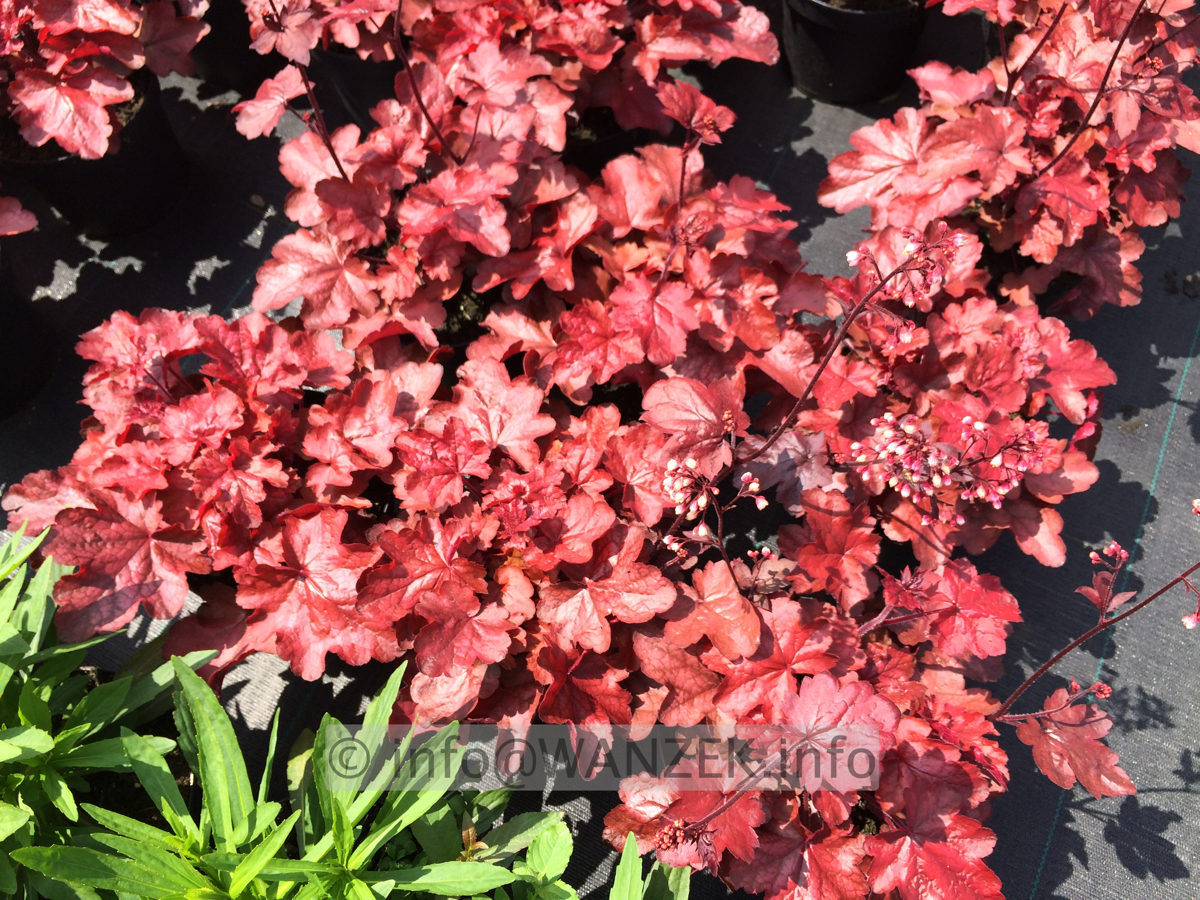 Heuchera Hybride Fire Chief 02.JPG